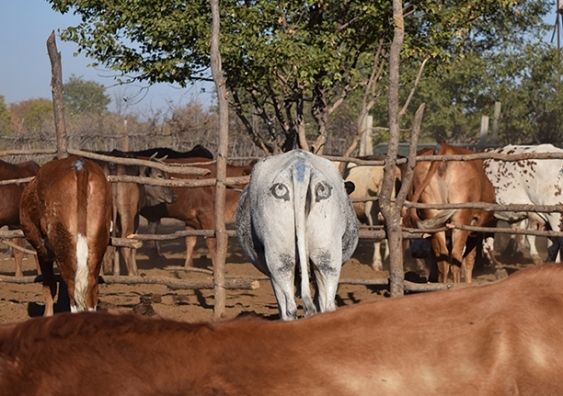 Cow butts