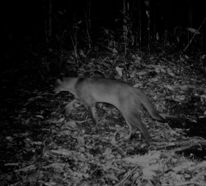 20110520102254goldencat.jpg