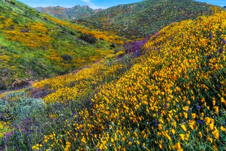 The super bloom draped California's Walker Canyon in a riot of colors.