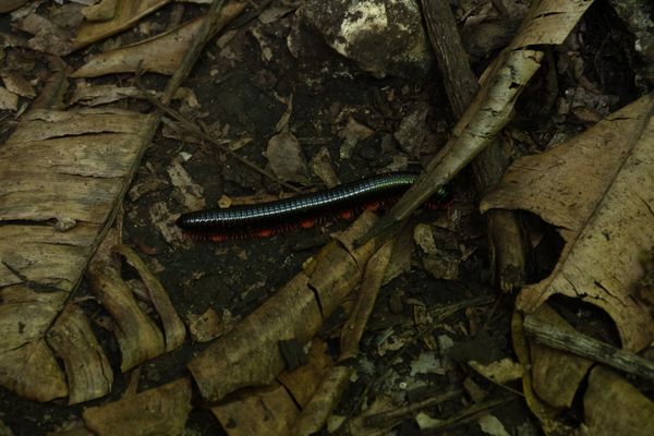 Slow and steady - a centipede crosses the Atlantic forest in Zanzibar thumbnail