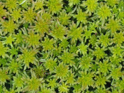 Unlikely savior: The remarkable properties of spaghnum moss help preserve long-dead bodies, sequester carbon and even heal wounds.