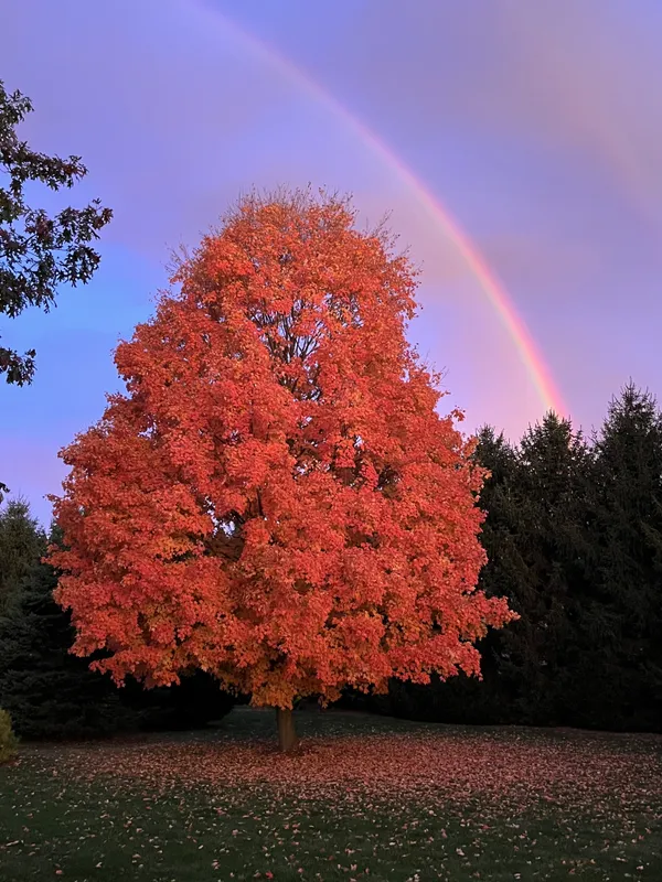 Fall foliage off back deck with west facing rainbow thumbnail