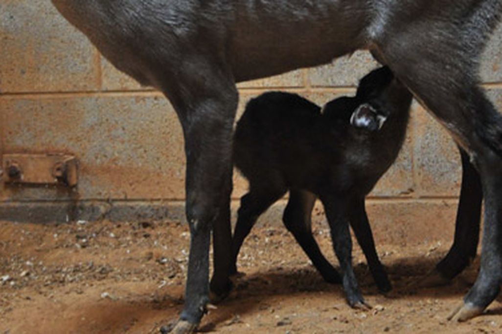 20110817100005baby-fawn-national-zoo.jpg
