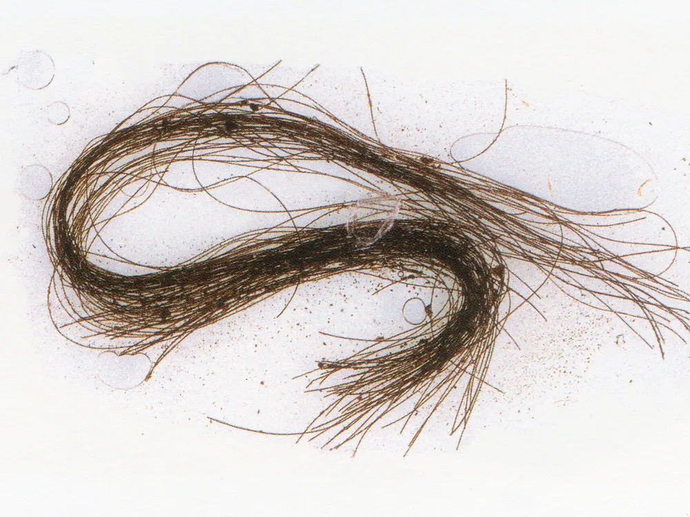 Hair strands against a white backdrop