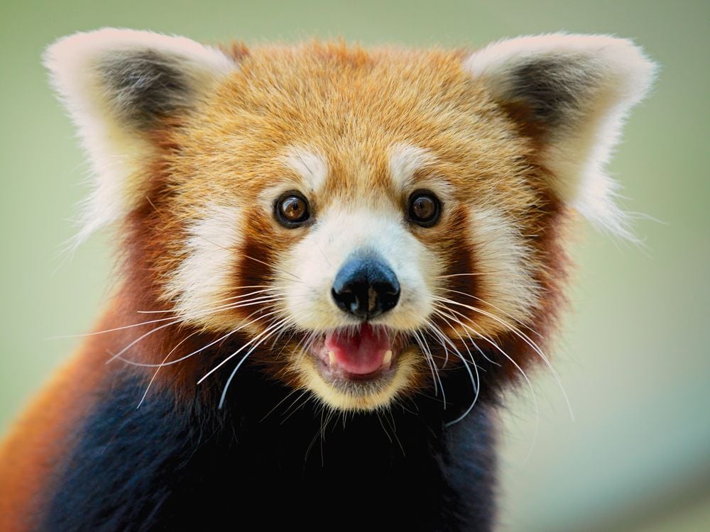 Image of a red panda, a racoon-like animal, looking at camera