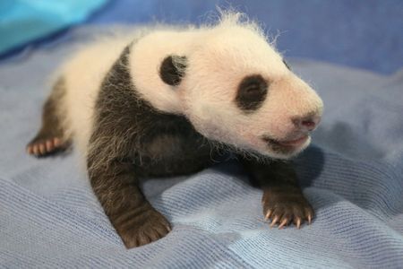 Zoo reports the little cub is doing just great.