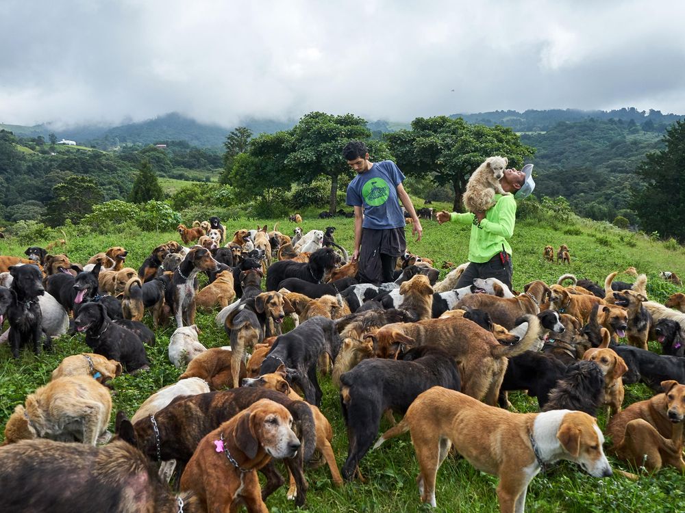 Traveling to Costa Rica With a Dog: Ultimate Guide for Pet Owners