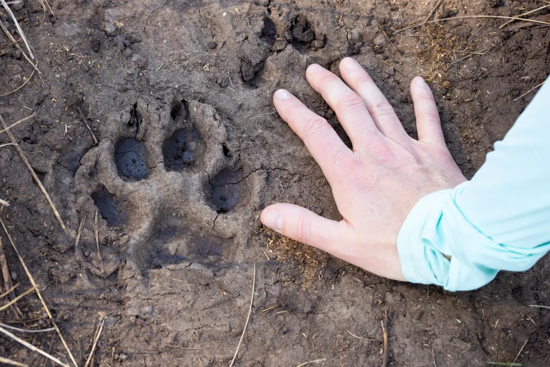 wolf prints in the mud with a person's hand pressing the ground next to them