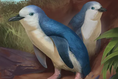 An artist's interpretation of what Wilson's little penguins would have looked like