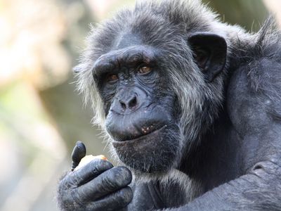 Scientists found some of the physical imprints of Alzheimer's disease in the brains of elderly chimpanzees