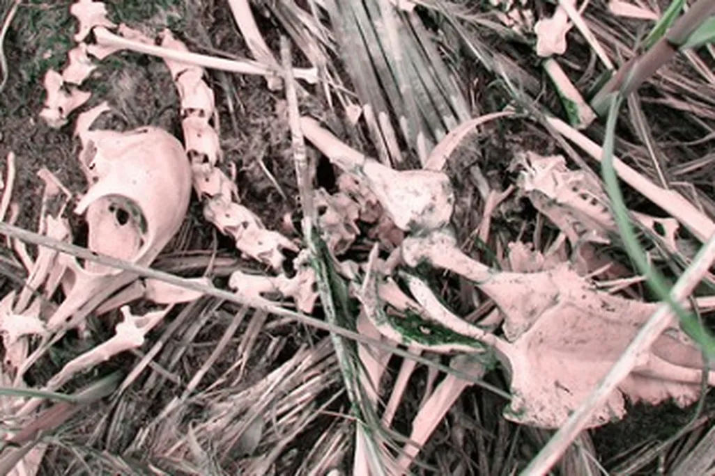 If these bones have been gnawed on, scientists can tell if it was an herbivore or a carnivore doing the chewing