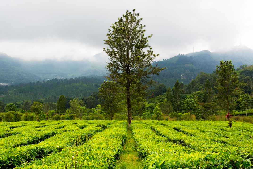 Tea Hills Smithsonian Photo Contest Smithsonian Magazine