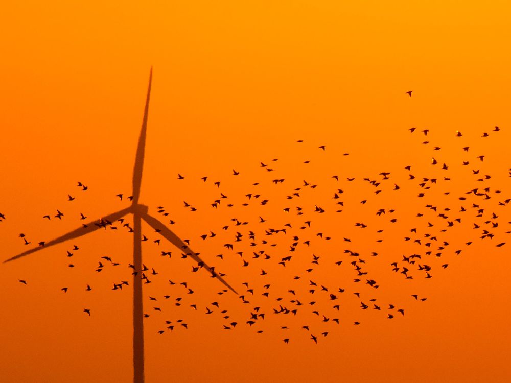 A wind turbine in Germany at dusk in front of an orange sky; a flock of birds are silhouetted in the foreground