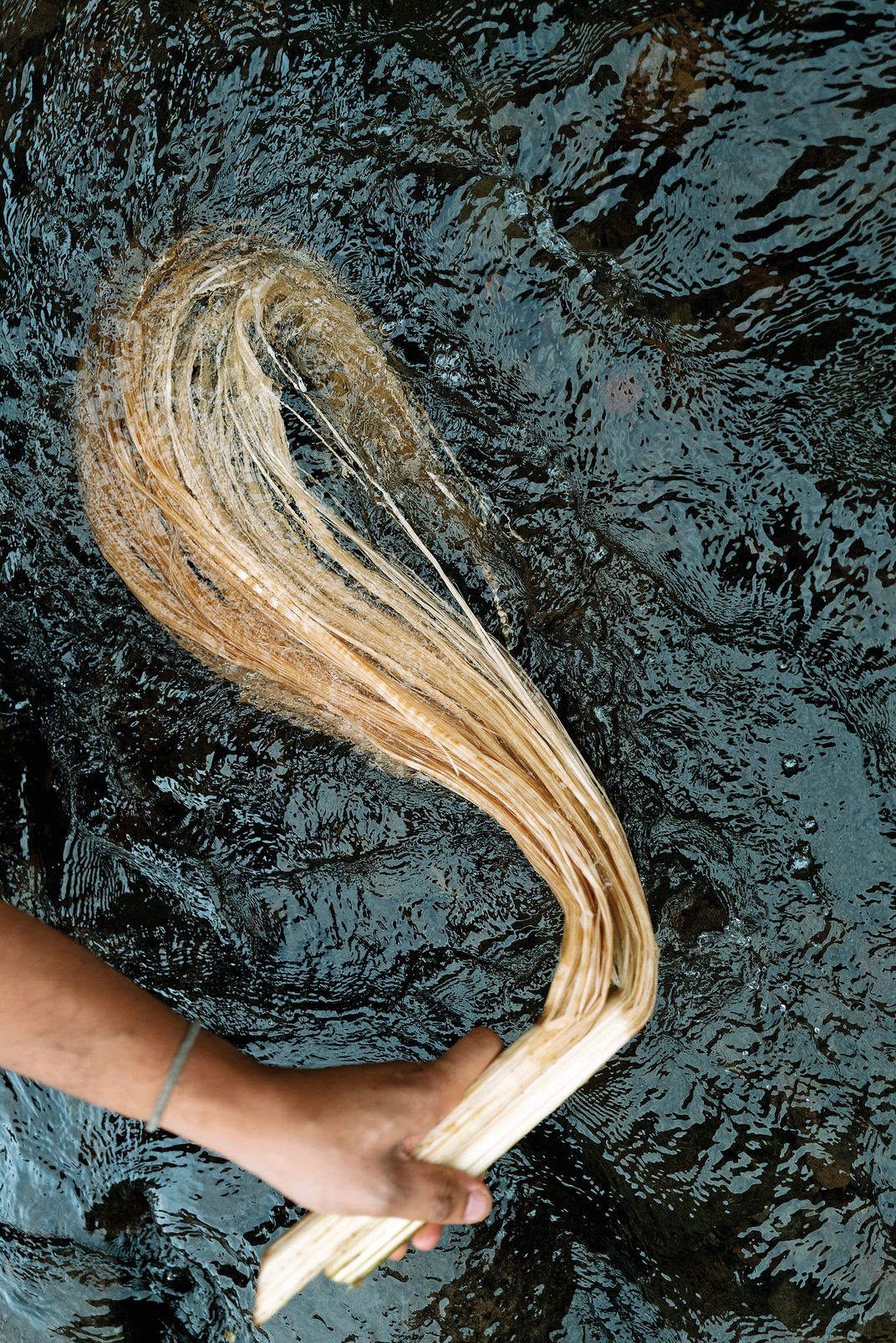 a hand holding tree bark in water to wash it