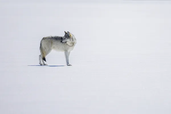 Winter Wolf thumbnail