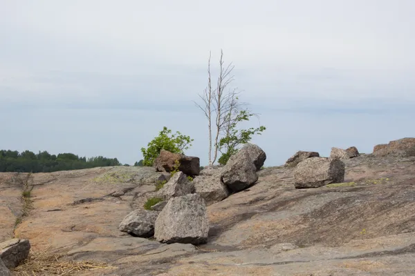 Trees grow on cliffs, too thumbnail