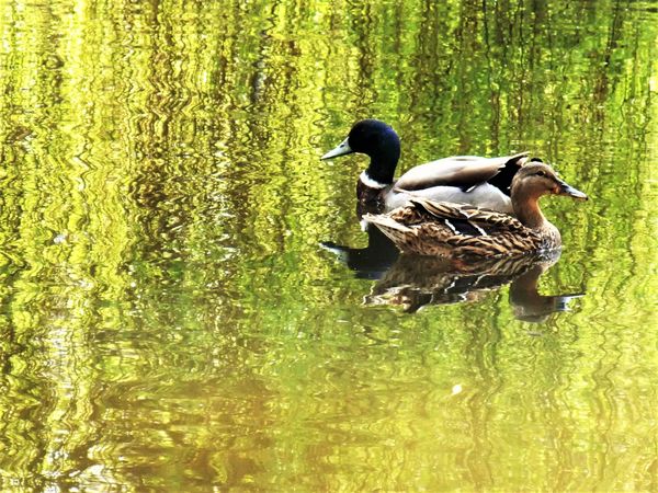 Ducks traveling in opposite directions. thumbnail