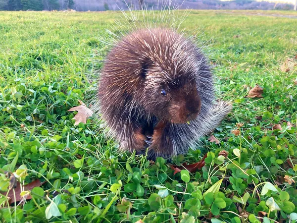 A cute porcupine. thumbnail