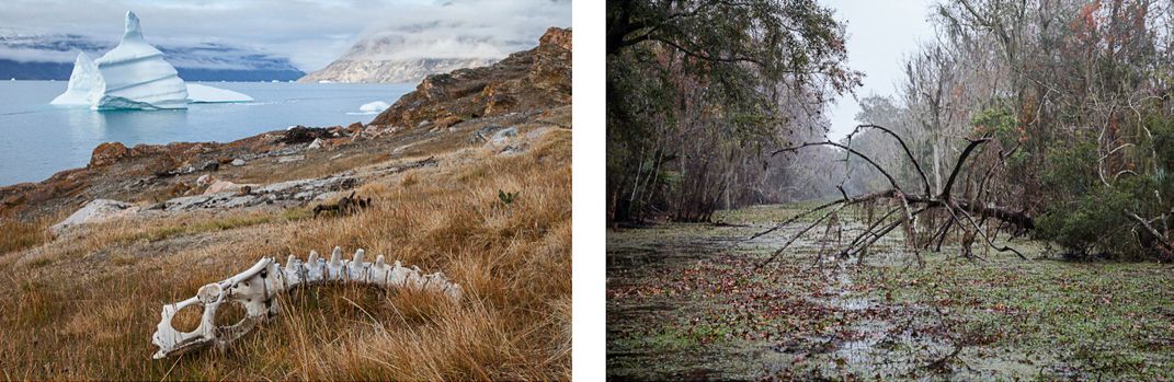 Musk ox spine in Greenland next to curved branch in Louisiana swamp