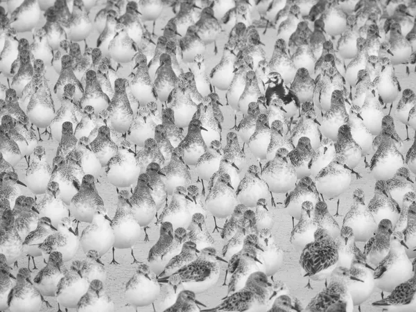 The Outlier thumbnail