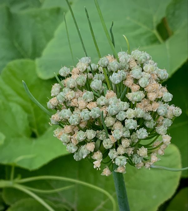 Seen while visiting an urban farm thumbnail