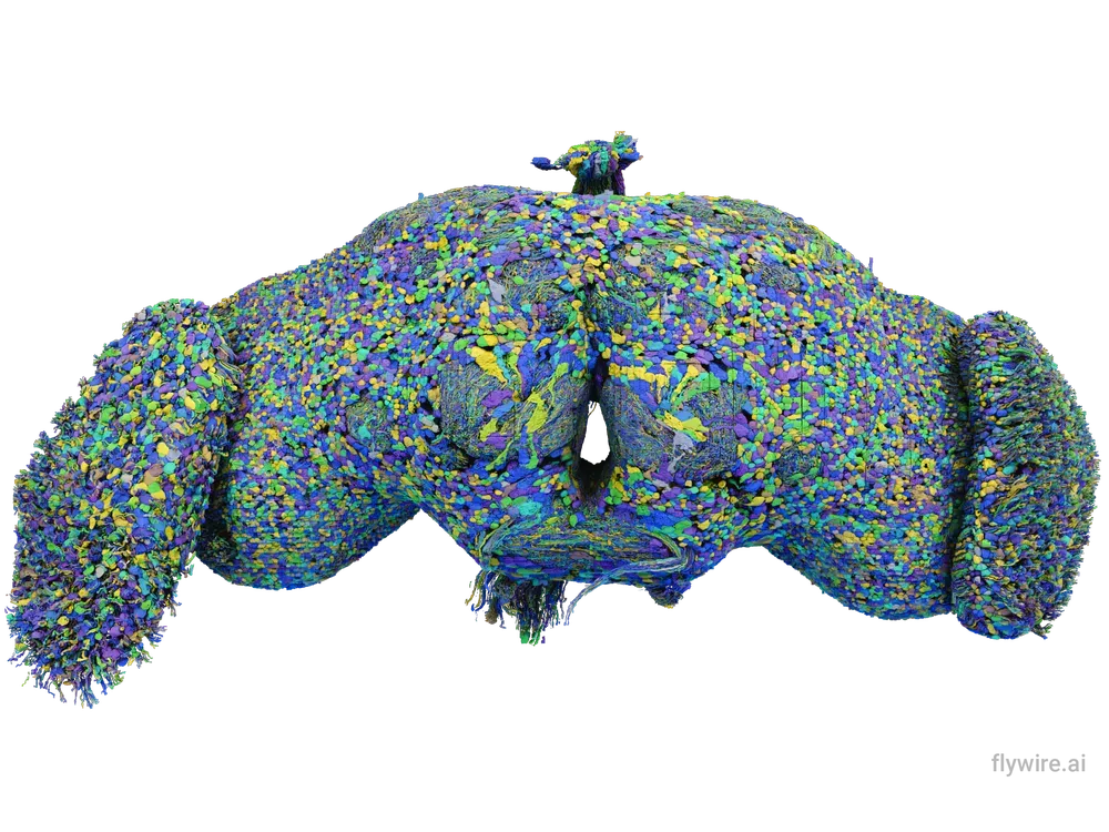 Fruit Fly Brain