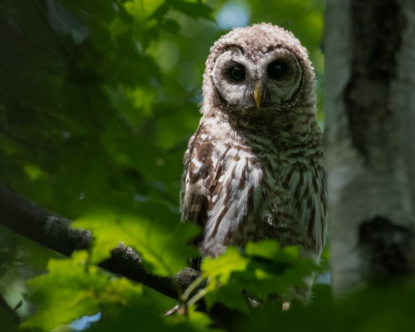 Barred Owlet in Acadia National Park thumbnail
