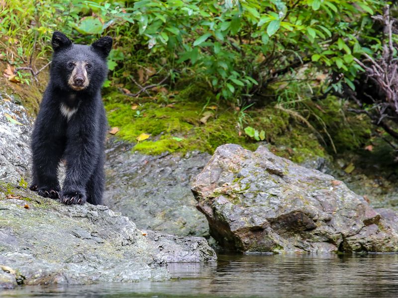 wild black bear cub on the Rouge River, Oregon | Smithsonian Photo