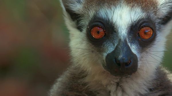 Preview thumbnail for Lemurs Find a Tree That Produces Fruit for Only Two Weeks a Year