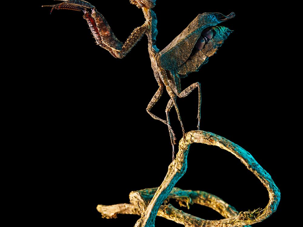 Whispers of Camouflage — The South American Dead Leaf Mantis ...