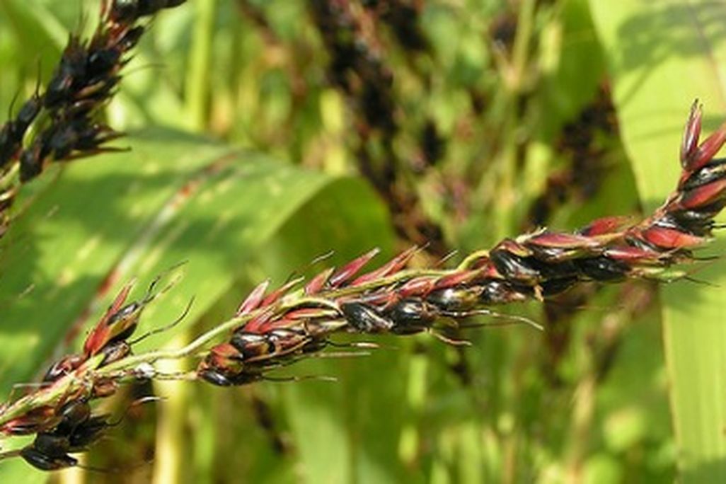 Sweet sorghum may be grown for biofuel