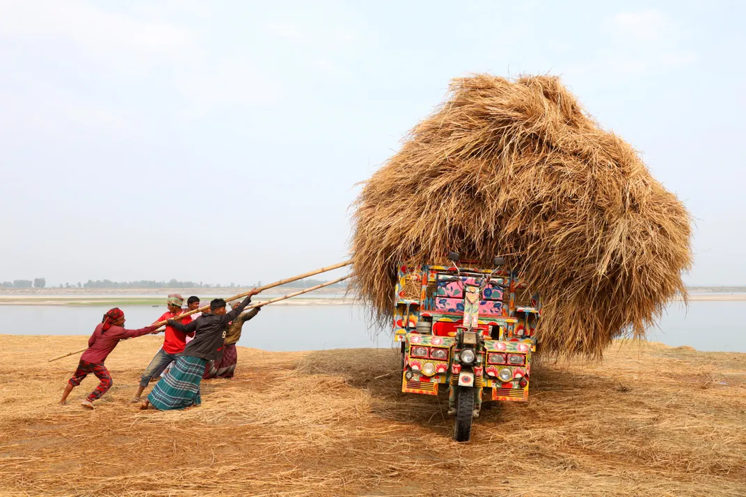 Paddy Straw