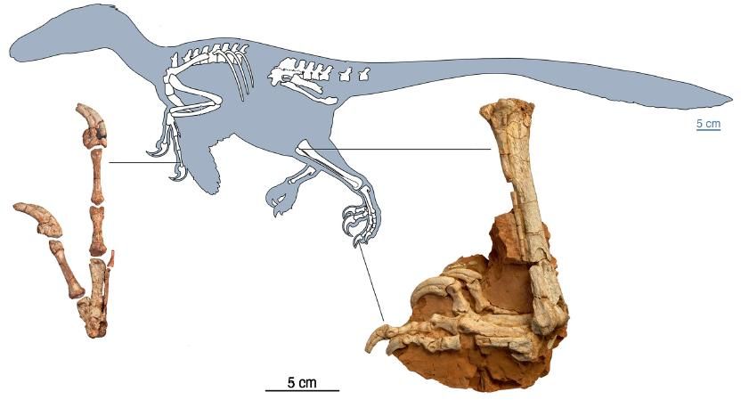 20110520083237Balaur-skeleton.jpg