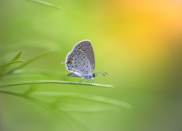 An Eastern Tailed-blue butterfly rests on a cosmos leaf. thumbnail