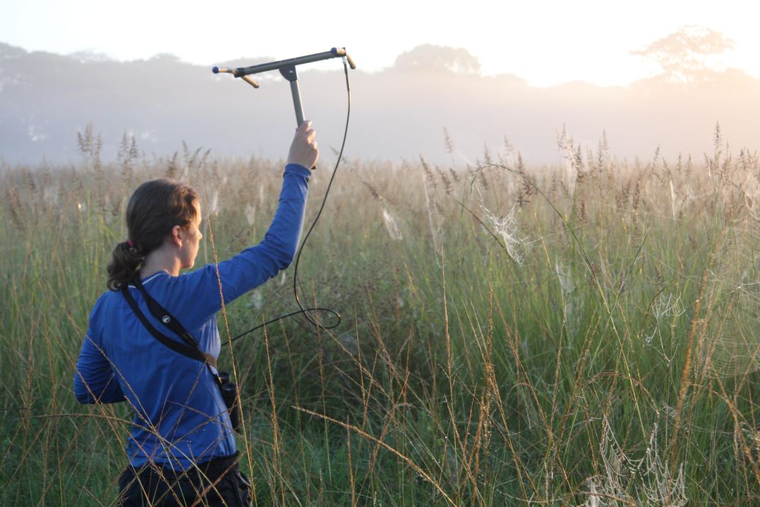 These Birds Spend Winter Practicing Their Love Songs for the Ladies