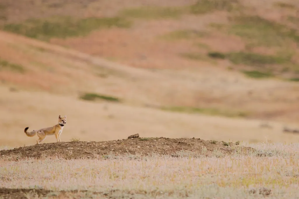 Swift fox with GPS collar