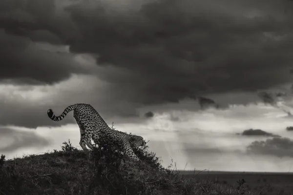 The Stretch Before the Storm thumbnail