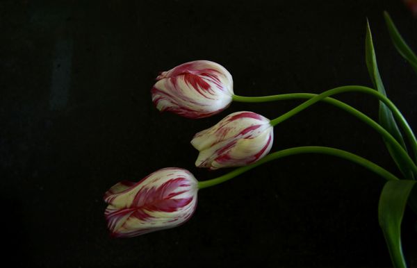 Three tulips floating in space thumbnail