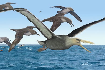 A pelagornithid, likely the largest flying bird that ever lived, soared over the open ocean.