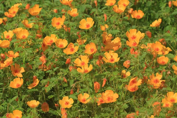 poppies in bloom thumbnail