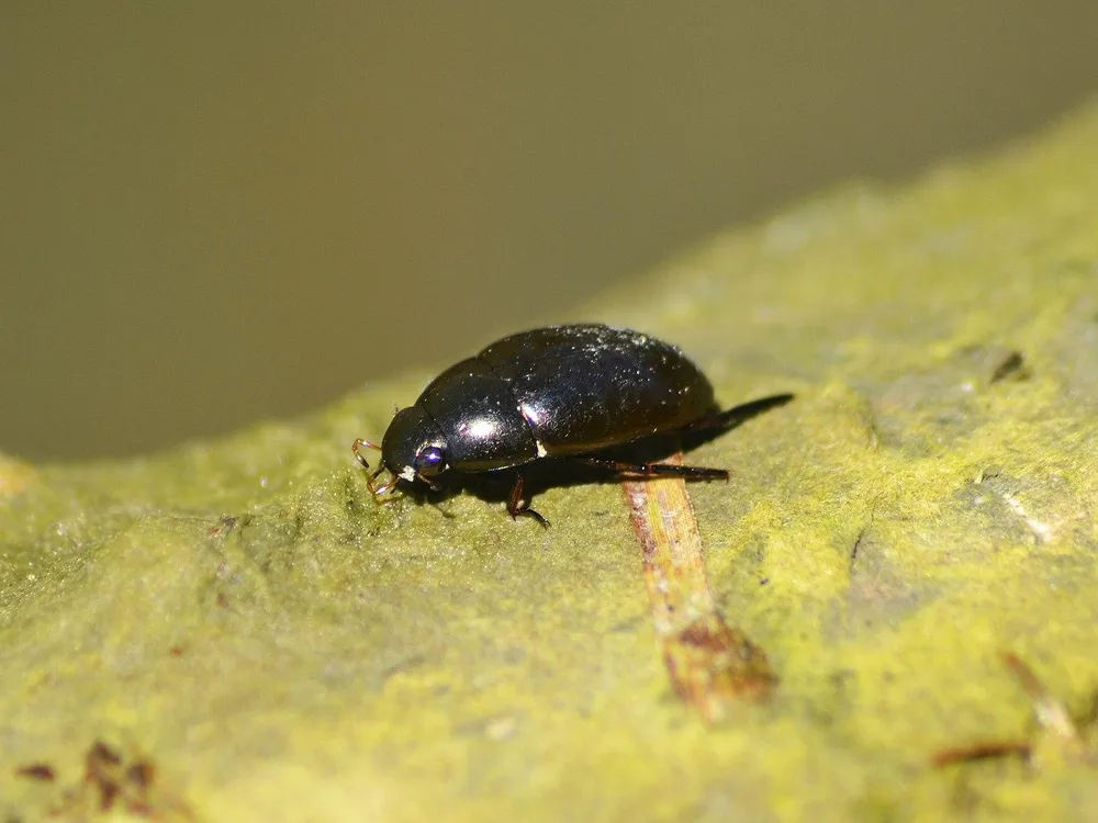 A photo of a water scavenger beetle on top of some algae suspended in a body of water