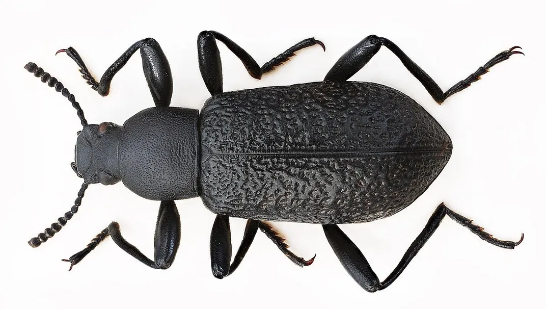 Dark insect on a white background.