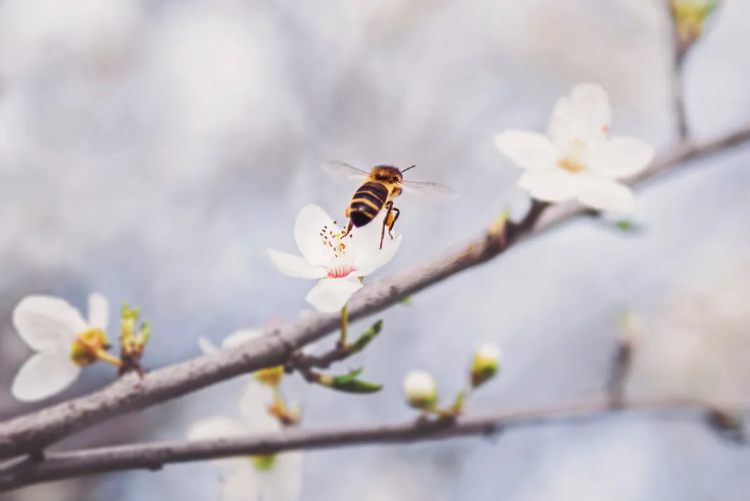 Bee on white flower