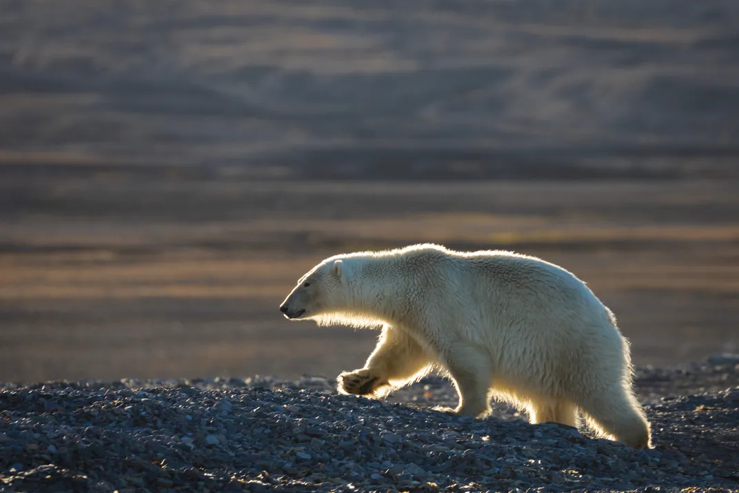 A bear takes an evening stroll on the shoreline in Spitsbergen