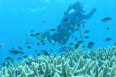 About one-third of all corals are in threat of extinction, and some coral experts say that we could lose reefs as we know them by 2050.