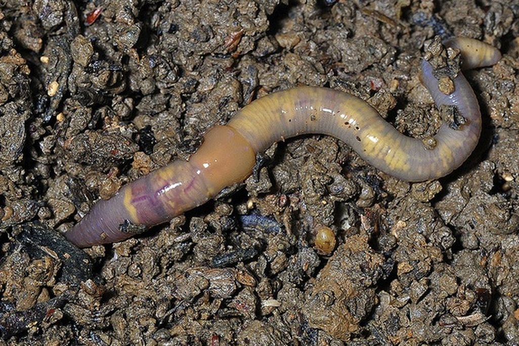 20130205123023worm.jpg