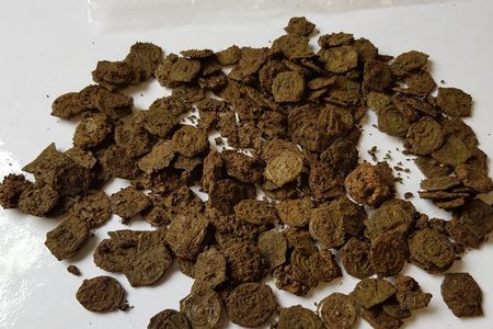 Known as potins, the 2,000-year-old coins were crafted out of a copper, tin and lead alloy.