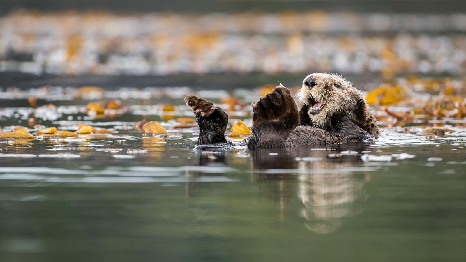 Bringing Back Sea Otters Benefits People, Too