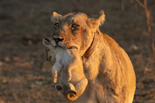 Survival at Sunrise thumbnail