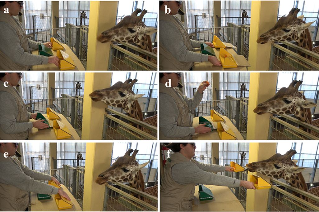 Six panes showing a giraffe selecting boxes full of carrots